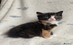 Maine Coon cats for sale: Main coon x  - Image 1