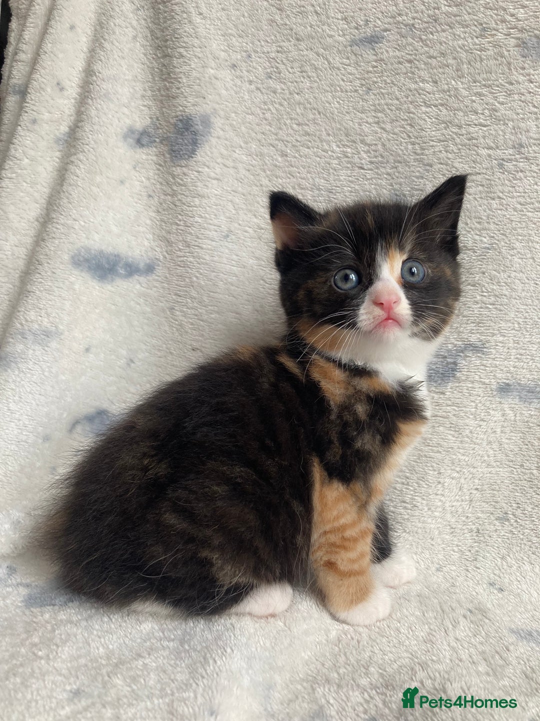 Maine Coon cats for sale: Main coon x  - Image 1