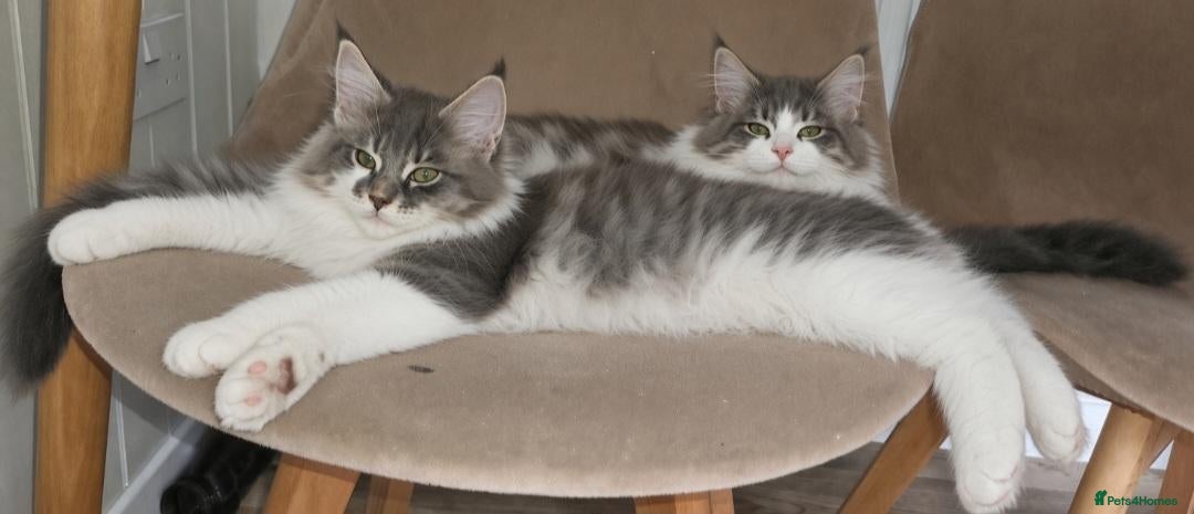 Maine Coon cats Main coone kittens  - Advert 3