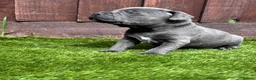 Staffordshire Bull Terrier dogs for sale: KC Staffordshire bull terrier Pharaon puppies  - Advert 9