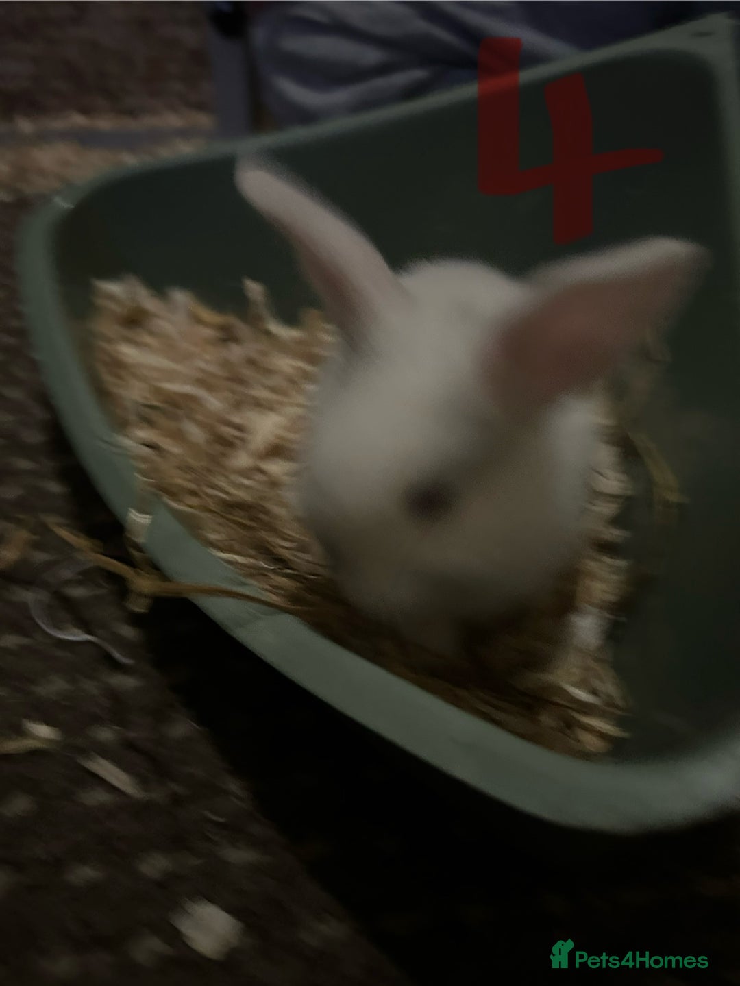 Mixed Breed rabbits for sale: Bunnies for sale  - Advert 11