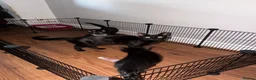 Domestic Shorthair cats for sale: Three kittens for sale  - Advert 3