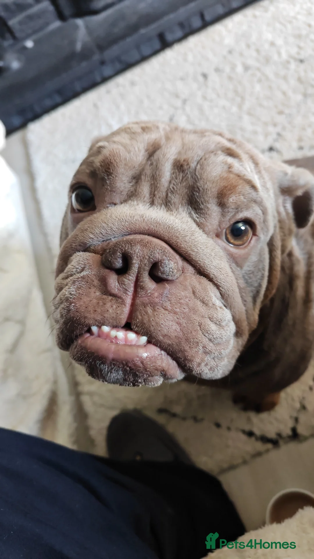 English Bulldog dogs for sale: British bulldog  in Huntingdon - Advert 1