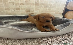 Labrador Retriever dogs for sale: KC FTCH Fox Red Lab pups Health Tested Parents - Image 7
