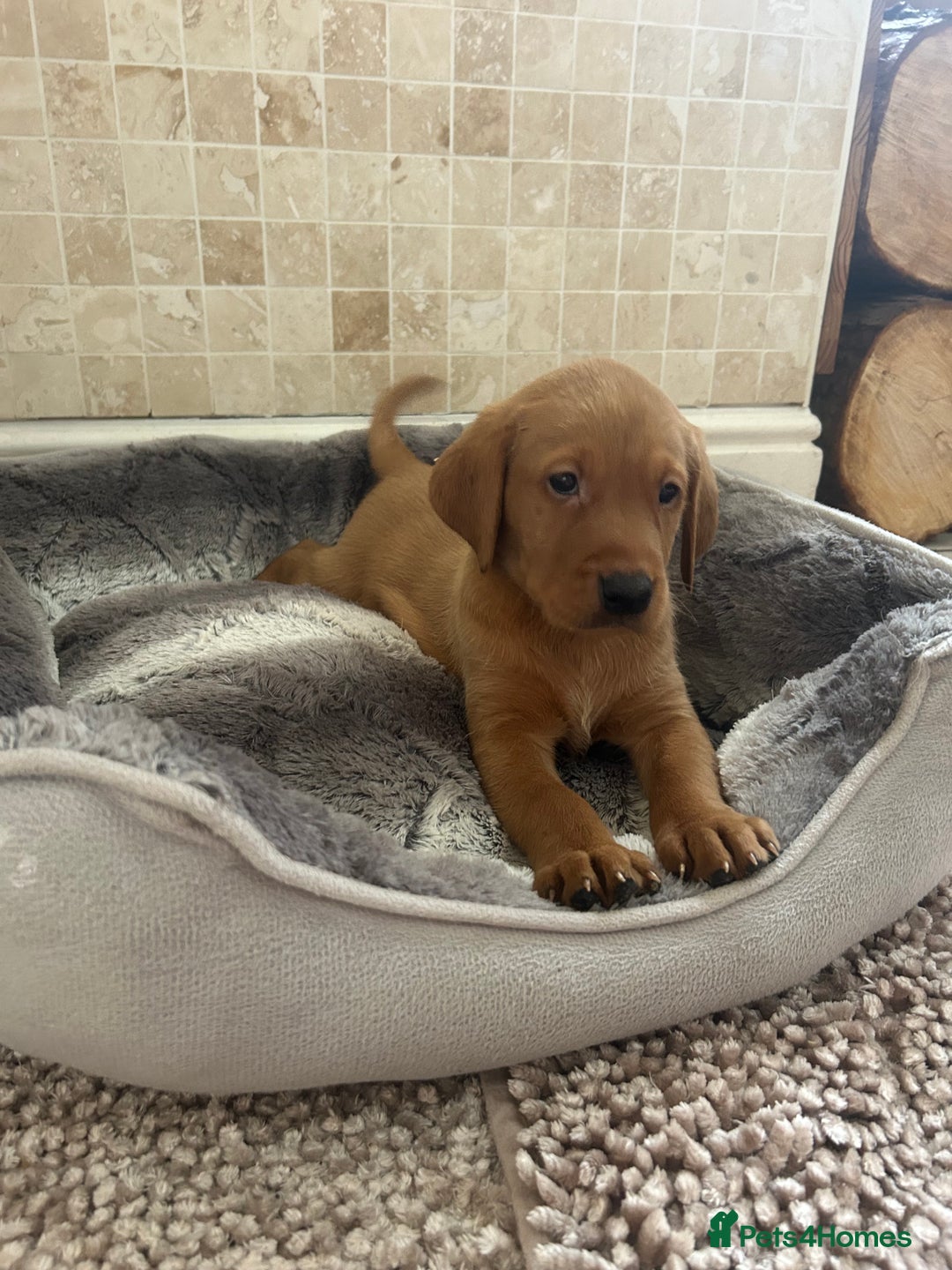 Labrador Retriever dogs for sale: KC FTCH Fox Red Lab pups Health Tested Parents - Image 7