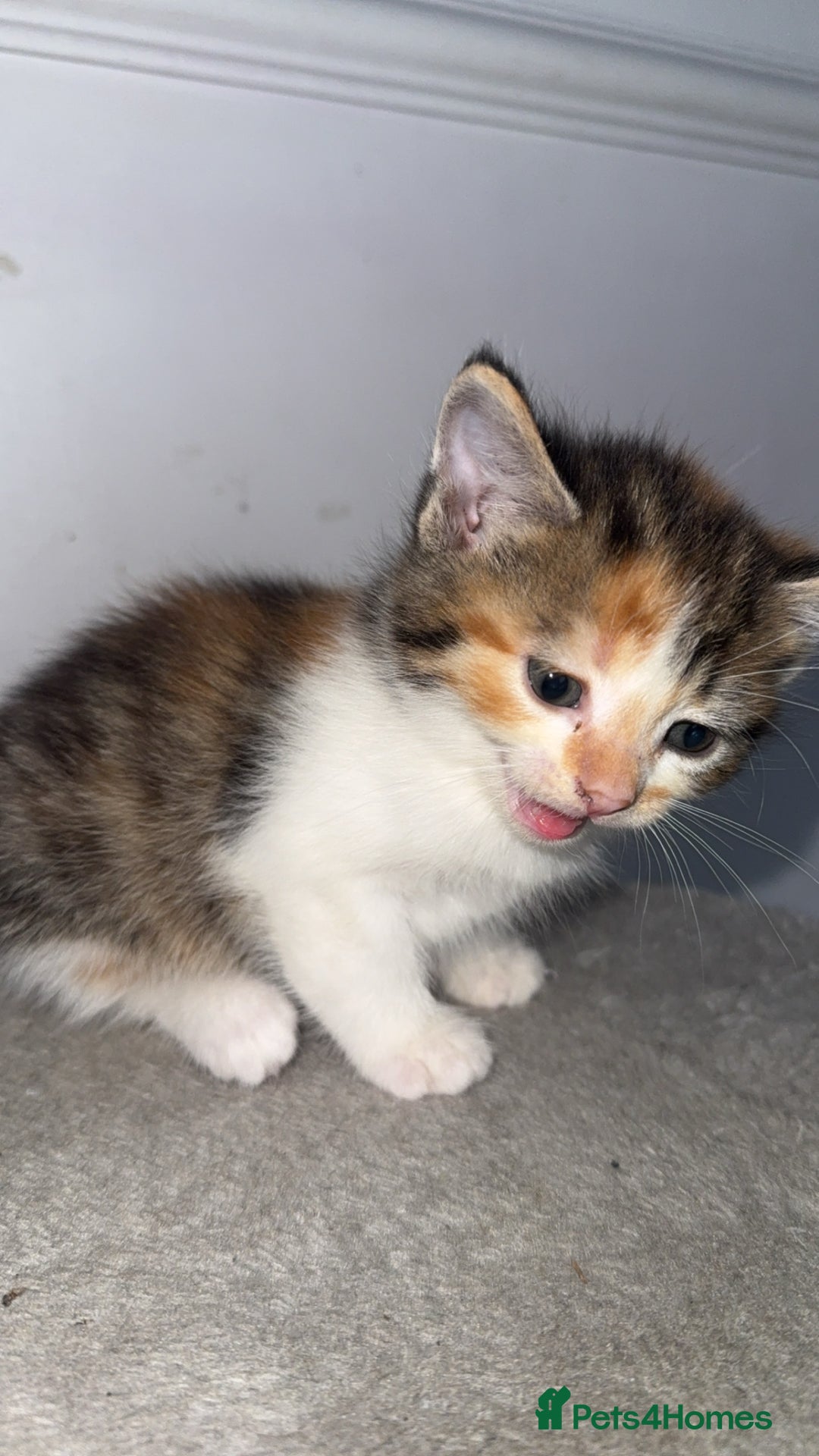 Mixed Breed cats for sale: FiveFemale Kittens Looking for Their ForeverHomes! - Advert 4
