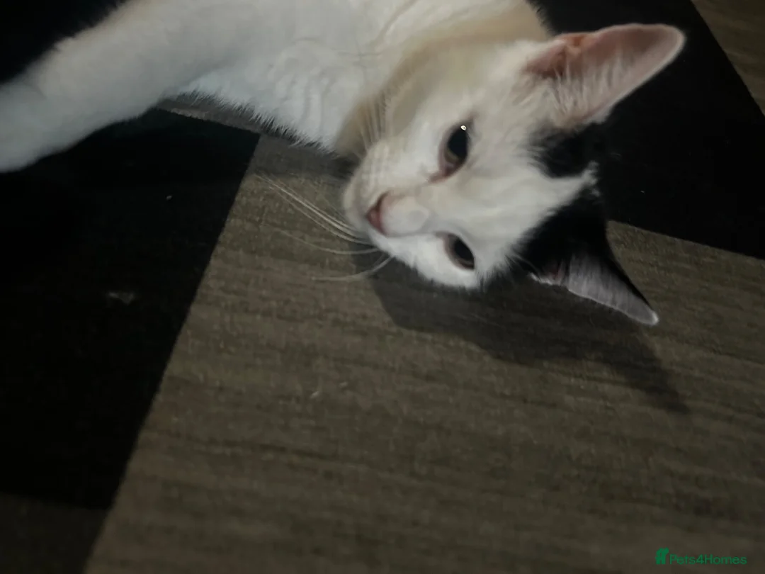 Mixed Breed cats for sale: Female kitten  - Advert 1