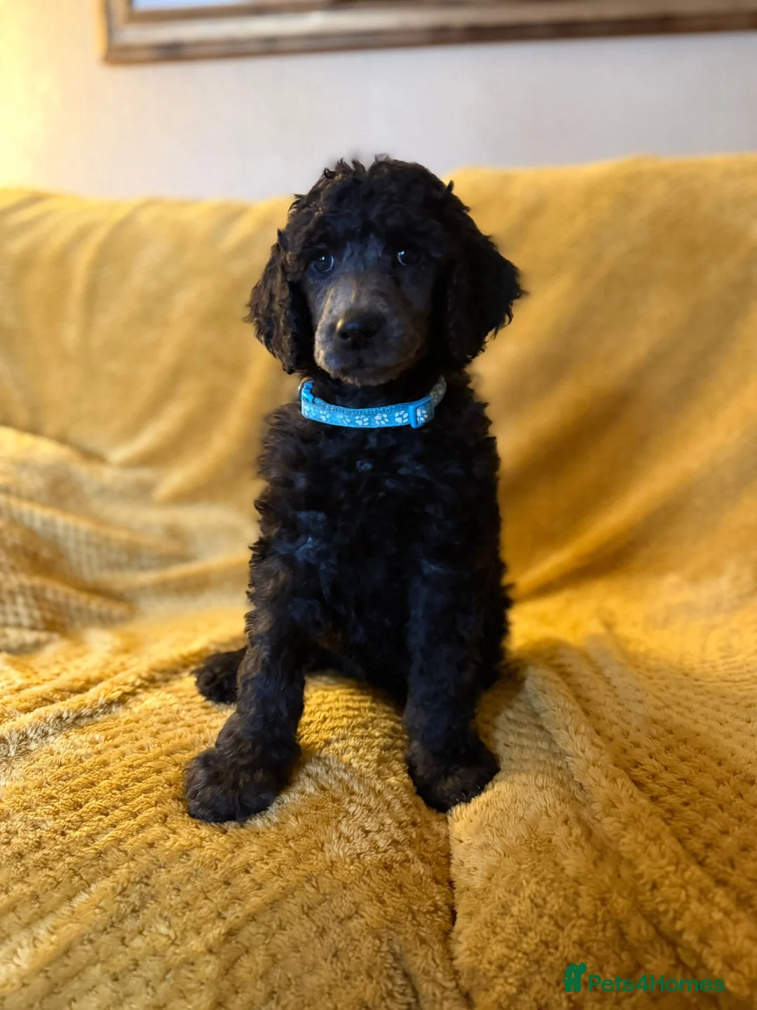 Standard Poodle dogs for sale: Silver & blue KC registered Standard Poodle Boys - Advert 6