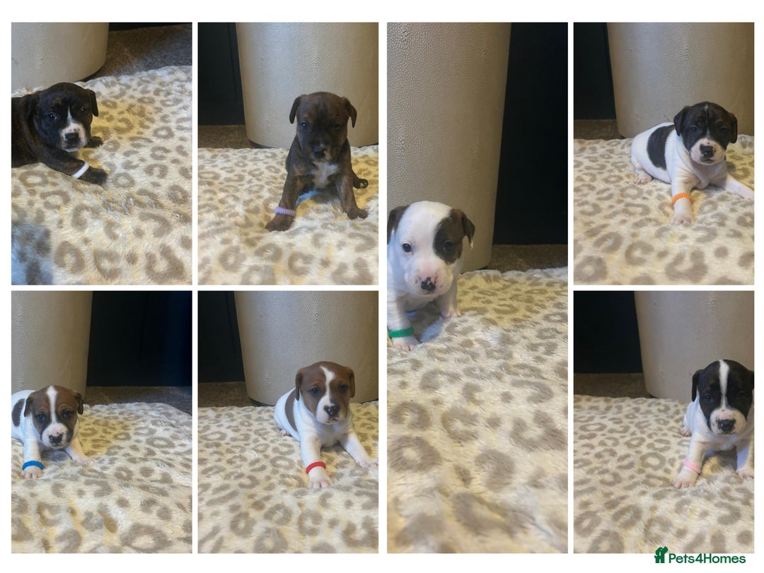 Mixed Breed dogs for sale: Jackastaff - Advert 2