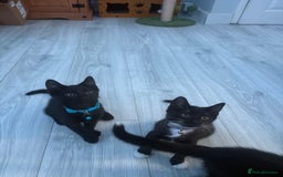 Mixed Breed cats for sale: 2 boys 1 girl  - Image 2