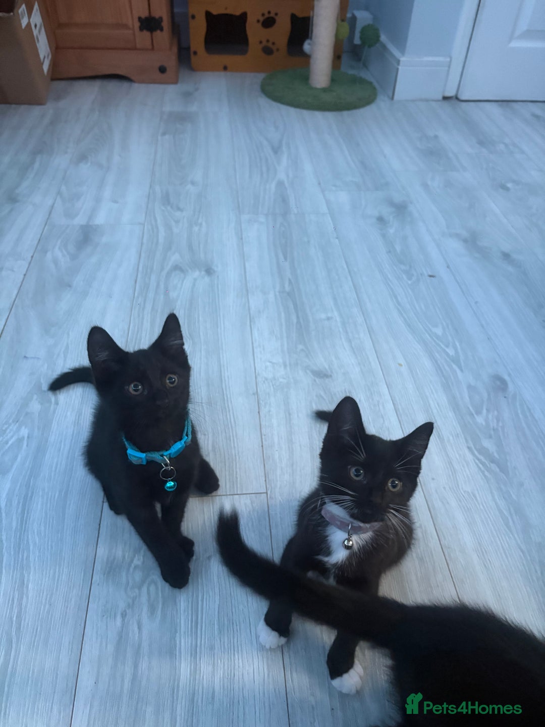 Mixed Breed cats for sale: 2 boys 1 girl  - Image 2