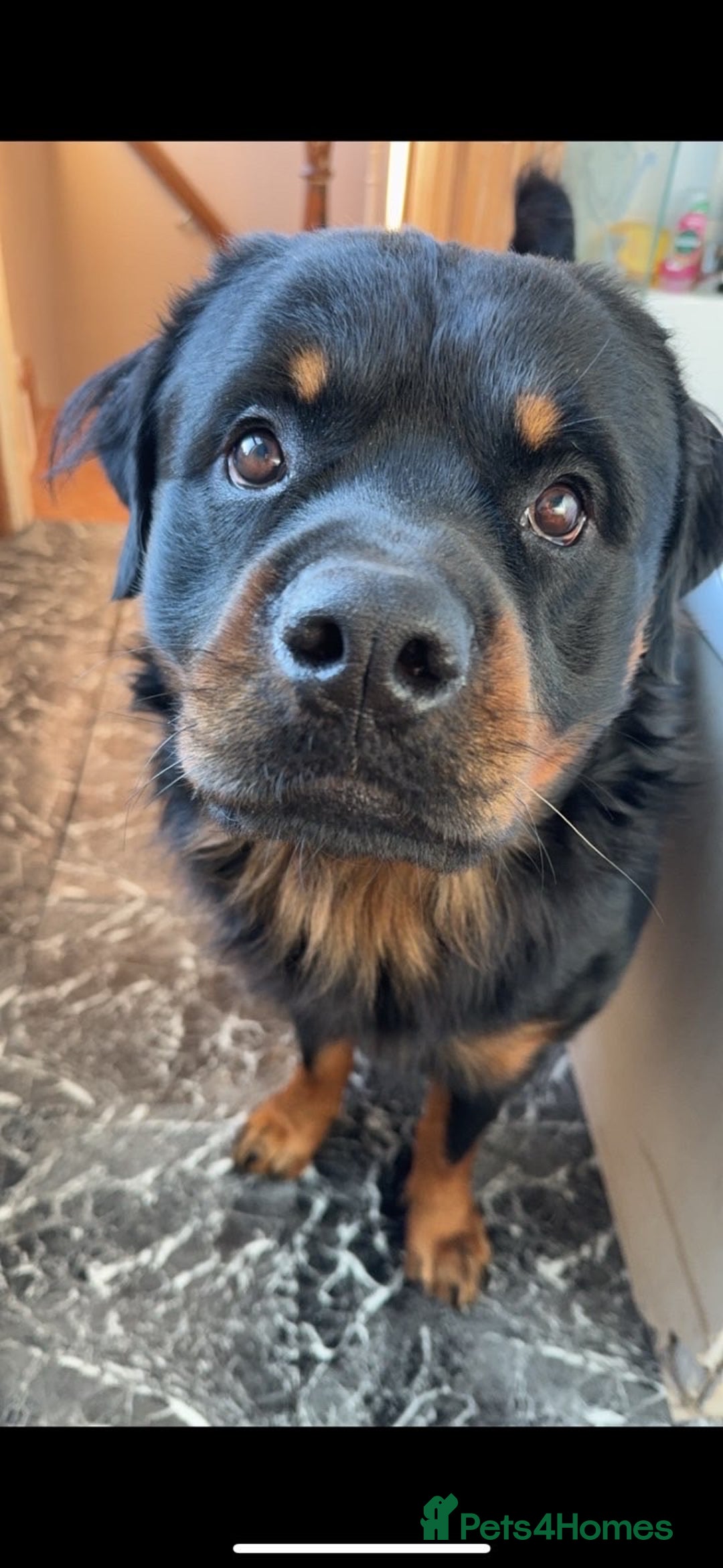 Rottweiler dogs for sale: Long hair male Rottweiler  - Advert 3