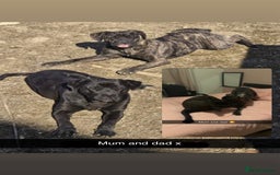 Cane Corso dogs for sale: Cane Corso first litter of puppies !! - Image 4