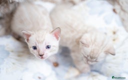 Bengal cats for sale: 3 Snow Bengal Boys-Gorgeous-TICA-Ready in November - Image 21