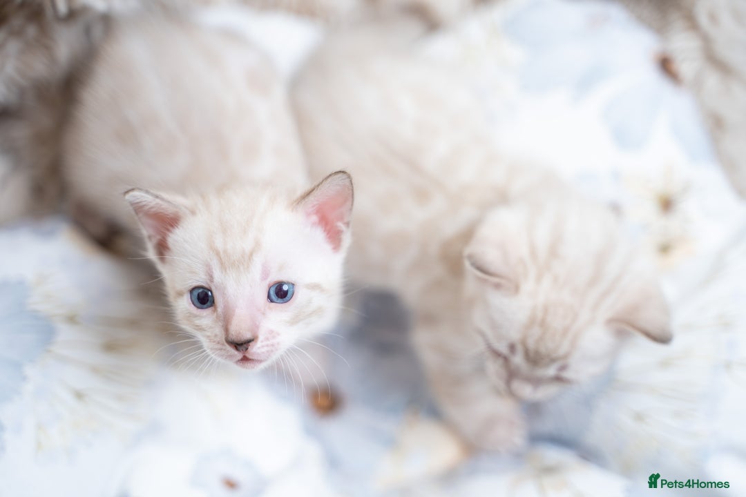 Bengal cats for sale: 3 Snow Bengal Boys-Gorgeous-TICA-Ready in November - Image 21