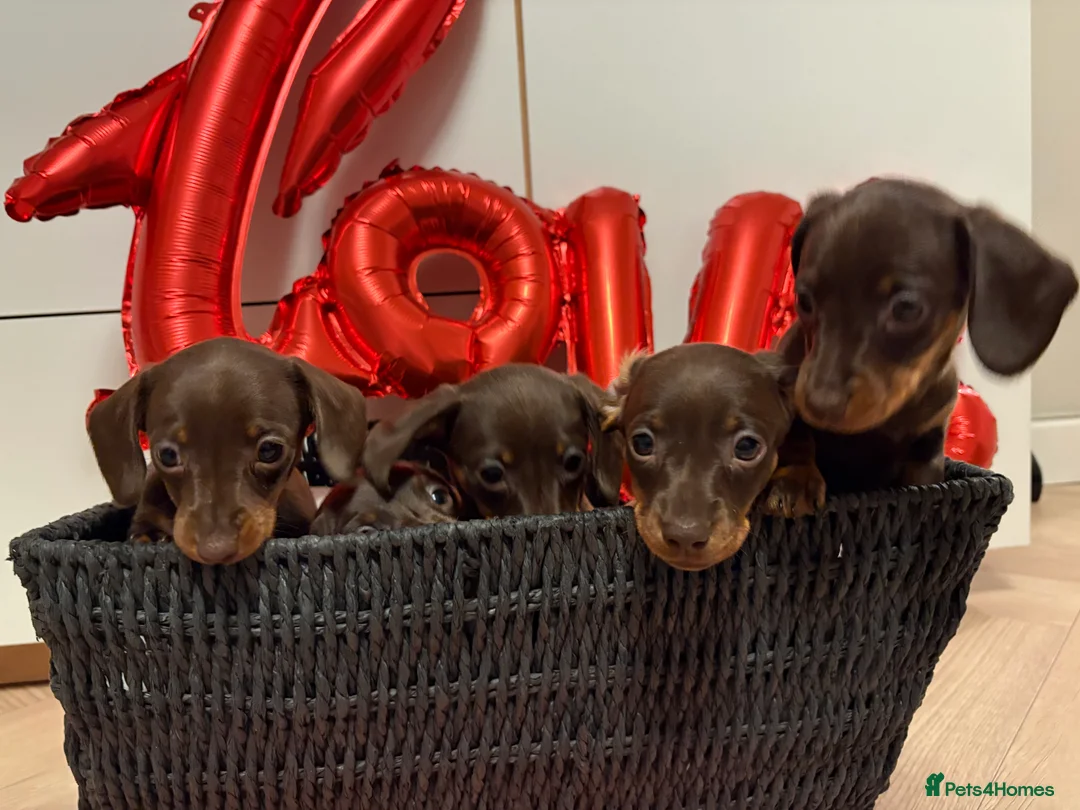 Miniature Dachshund dogs for sale: Stunning miniature dachshunds - Advert 2