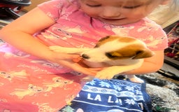 Jack Russell dogs for sale: Working or pet  - Image 9