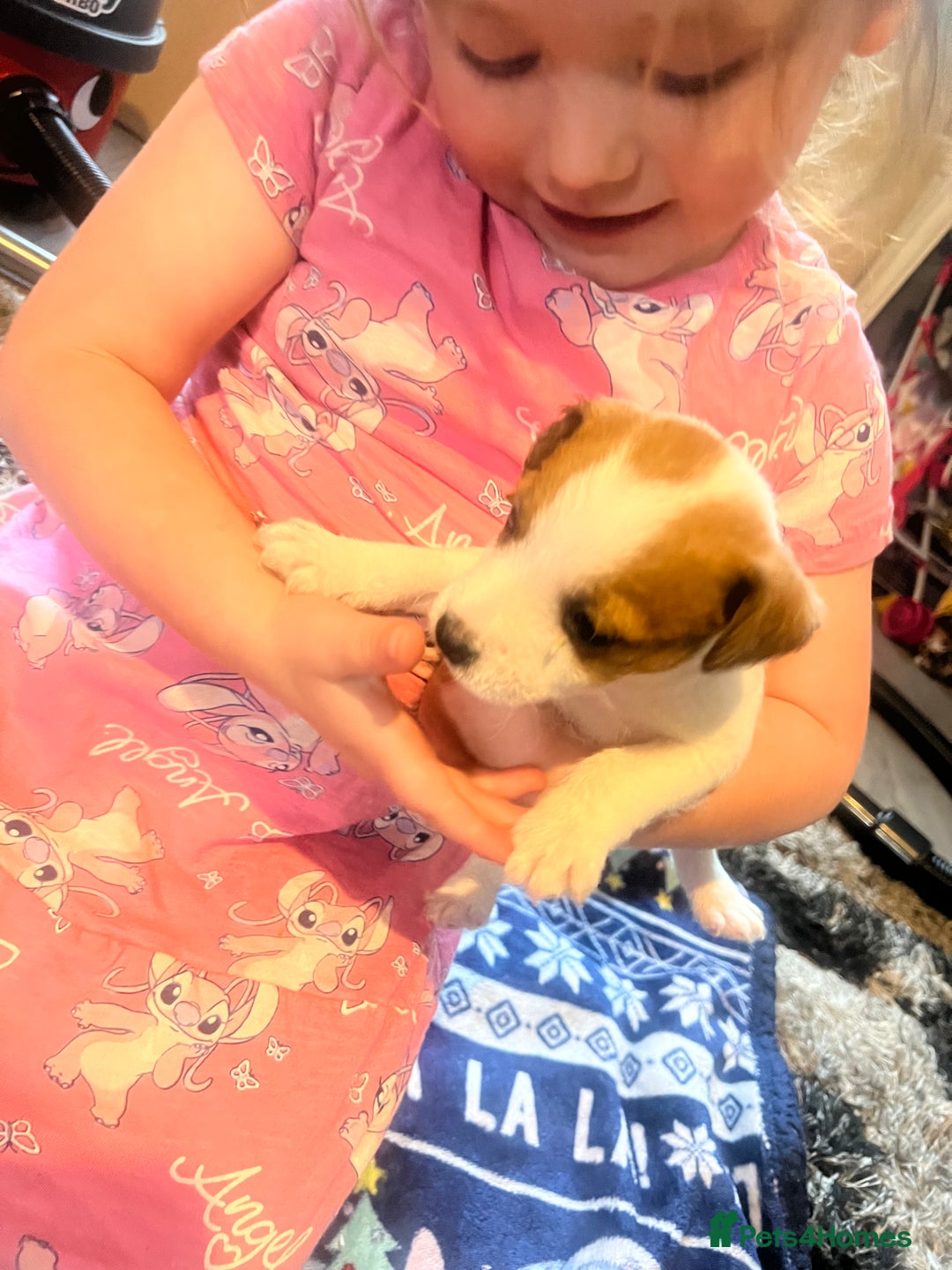 Jack Russell dogs for sale: Working or pet  - Image 9