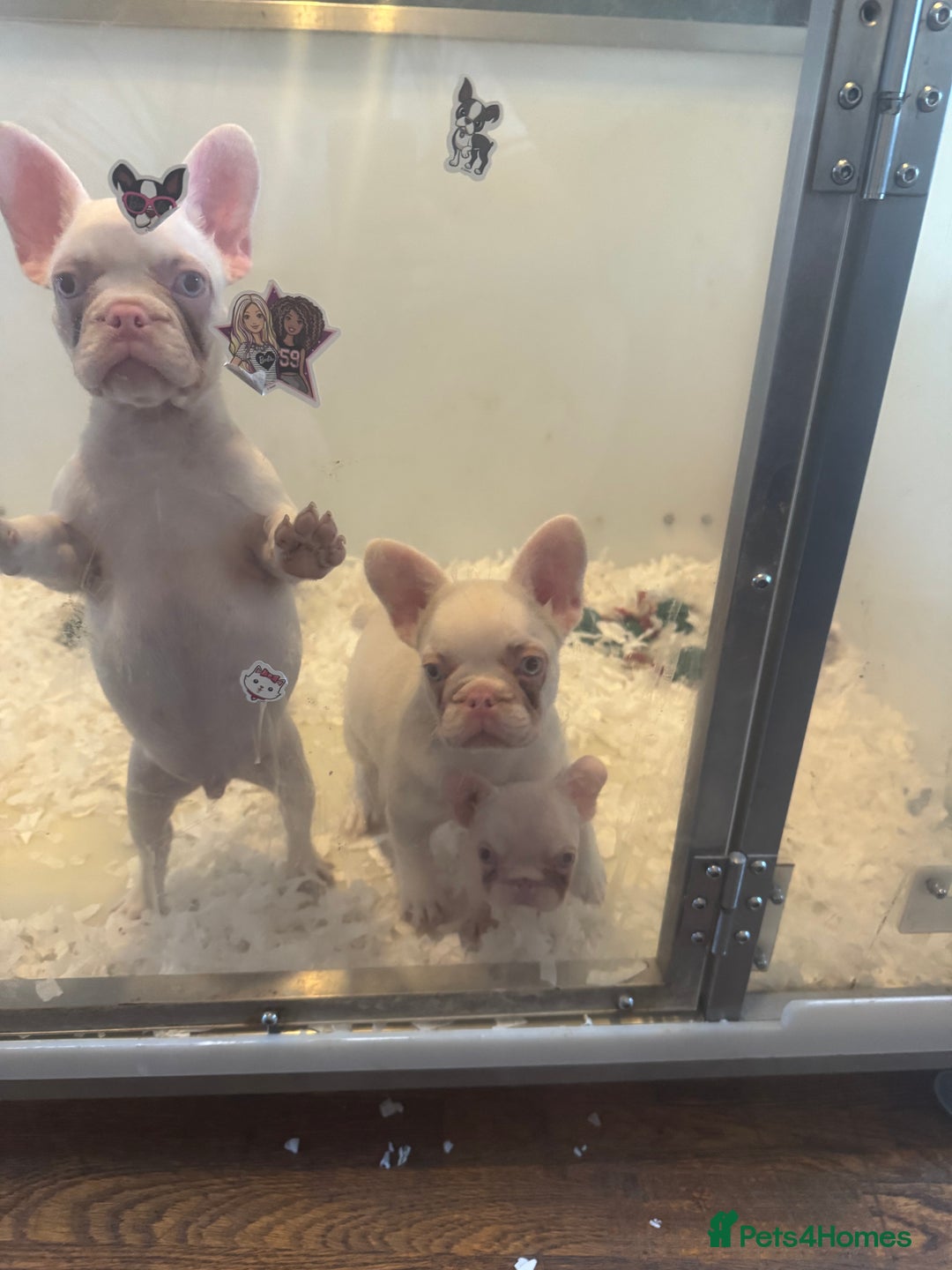 French Bulldog dogs for sale: PRICE REDUCED!! PINK HUSKY FRENCH BULLDOGS - Image 11