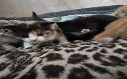 Bengal cats for sale: Beautifull kittens for sale - Image 17