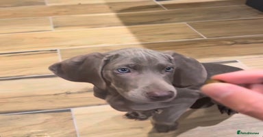 Weimaraner dogs - Advert 2