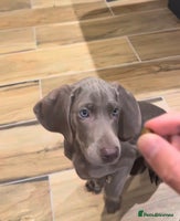 Weimaraner dogs - Advert 2