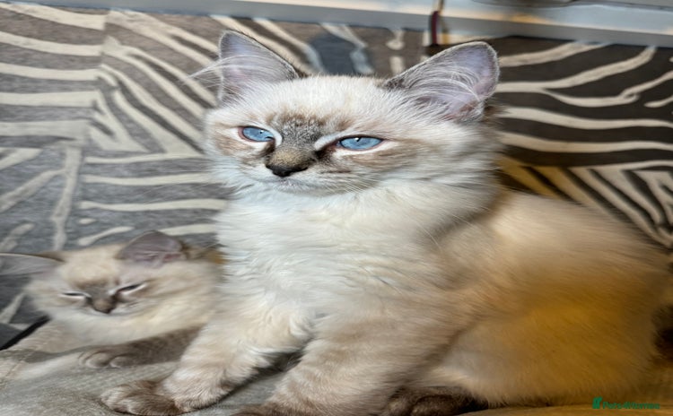 Ragdoll cats Stunning Ragdoll babies READY NOW! - Advert 2