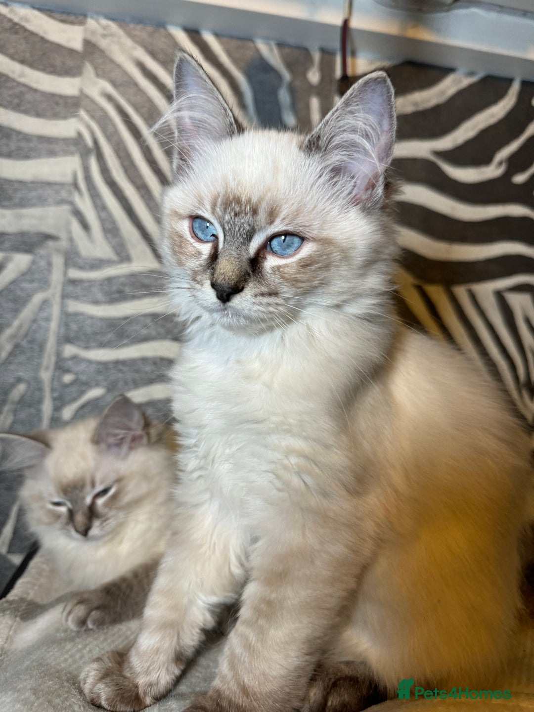 Ragdoll cats for sale: Stunning Ragdoll babies READY NOW! - Advert 1