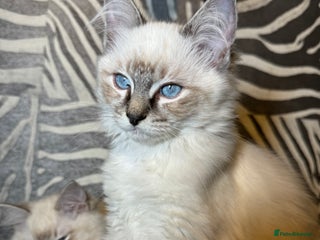 Ragdoll cats Stunning Ragdoll babies READY NOW! - Advert 2