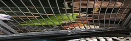 Parrots birds for sale: Yellow-Crowned Amazon Parrot - Advert 3