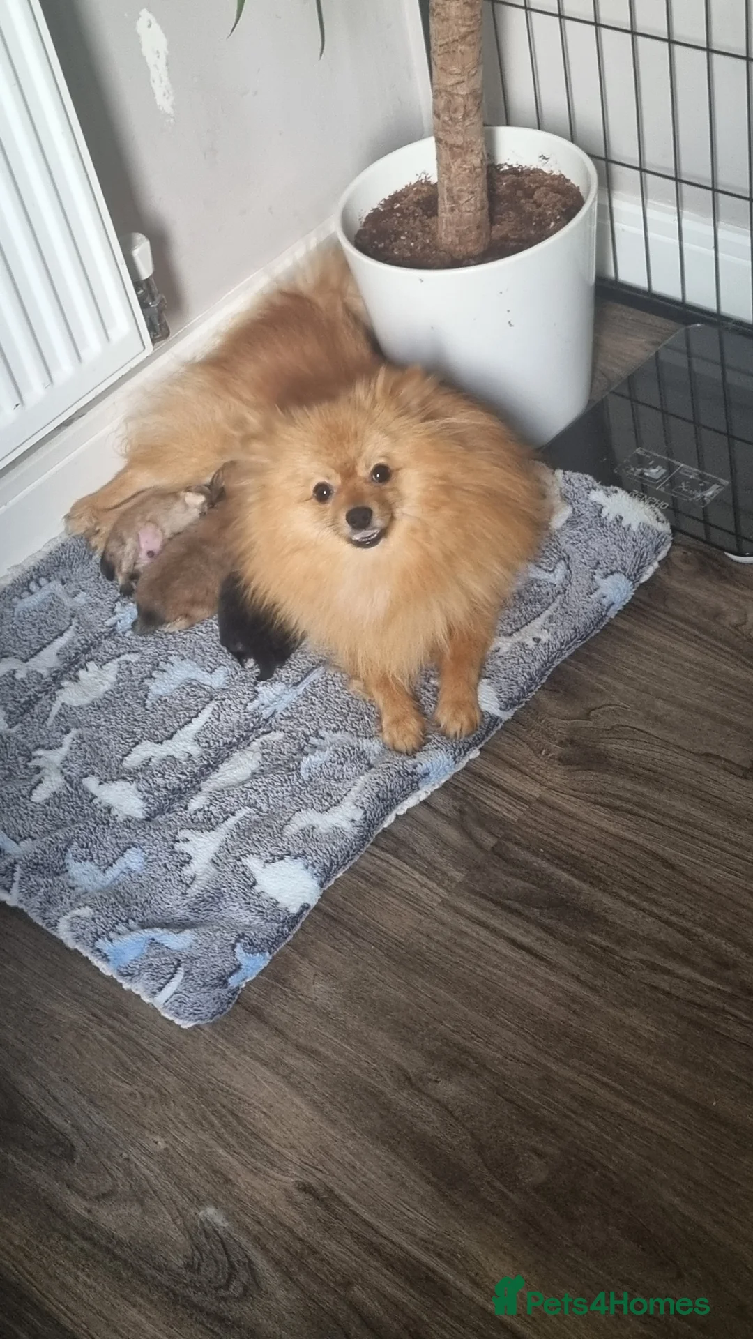 Pomeranian dogs for sale: One orange sable left 🧡 KC - Chiao li ya lines 🫅 - Advert 12
