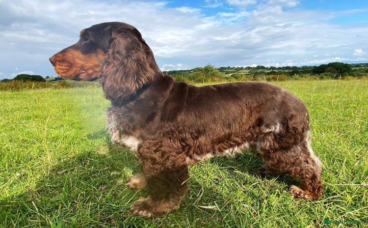 Cocker Spaniel dogs - Advert 2