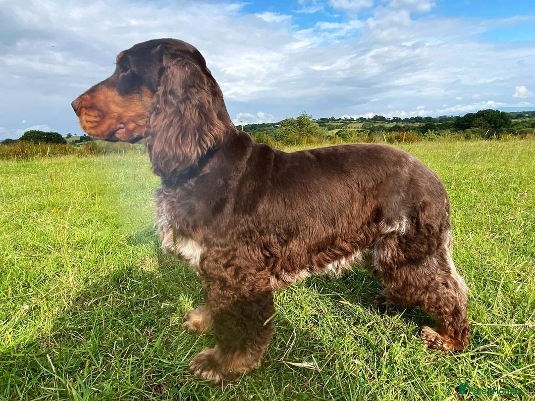 Cocker Spaniel dogs for sale: Stunning litter of 10 cocker spaniels KC reg 5⭐️ - Image 1