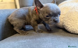 French Bulldog dogs for sale: ✨Stunning Pedigree French Bulldog Puppies✨ - Advert 13