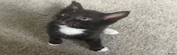Mixed Breed cats for sale: Kittens  - Advert 4