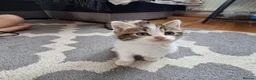 Mixed Breed cats for sale: 7 Beautiful Kittens For Sale!!!!!!! - Advert 11