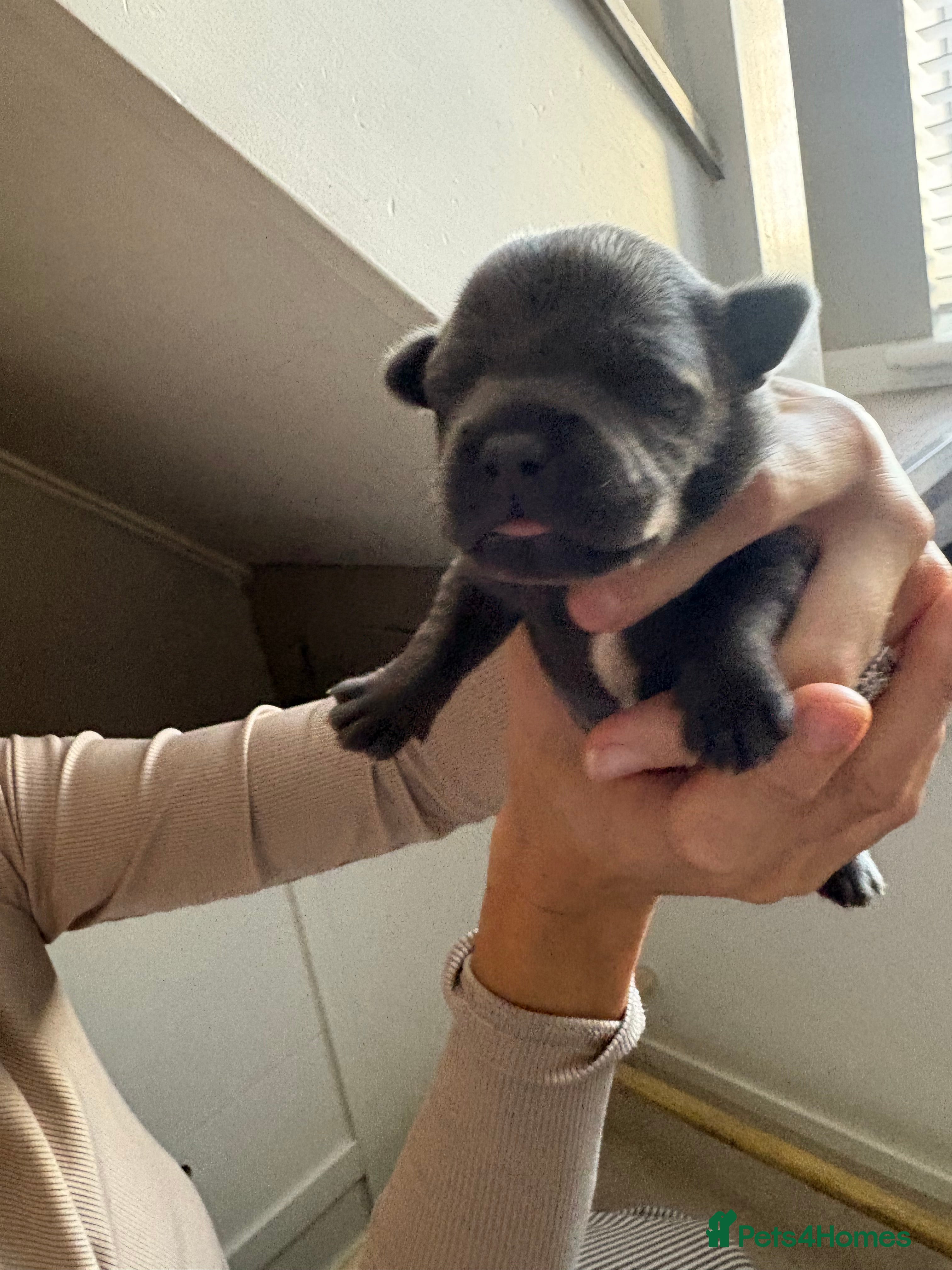 Staffordshire Bull Terrier dogs ***Top Quality KC registered Blue staffy puppies** - Advert 2