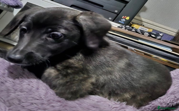 Lurcher dogs Lurcher Pups, Last 2 - Advert 7