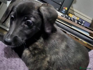 Lurcher dogs Lurcher Pups, Last 2 - Advert 5