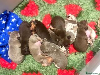 Miniature Dachshund dogs Only 3 available KC stunning rare colours 🥰 - Advert 14