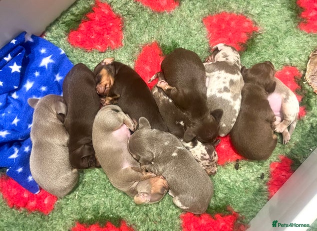 Miniature Dachshund dogs Only 3 available KC stunning rare colours 🥰 - Advert 1