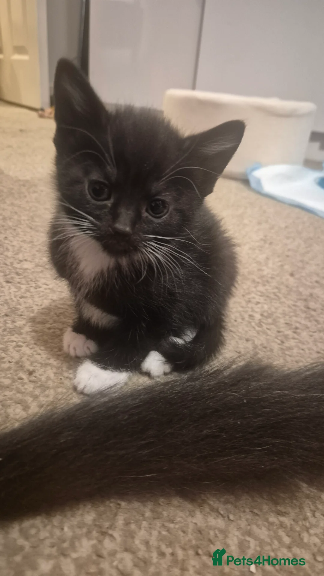 Mixed Breed cats for sale: Kittens - Advert 4