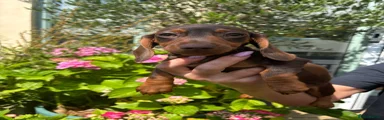 Miniature Dachshund Puppy 4