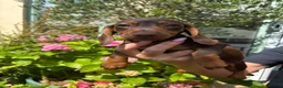 Miniature Dachshund dogs for sale: Stunning KC Miniature Dachshund Last 3 - Advert 24