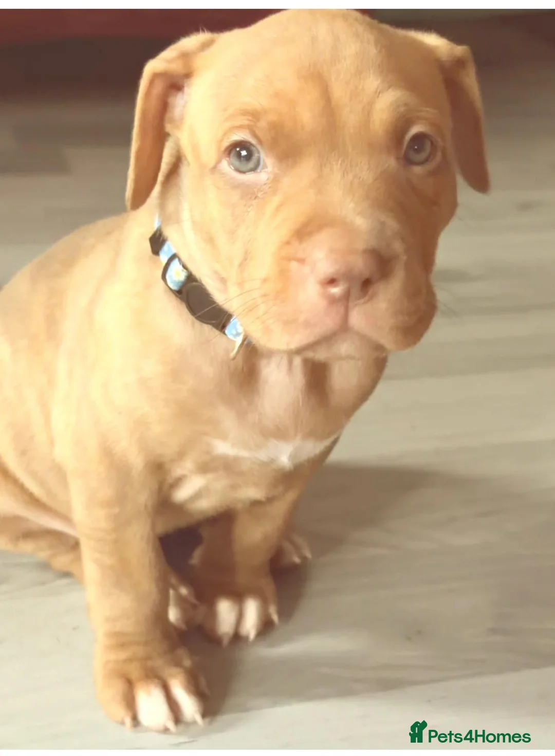 Mixed Breed dogs for sale: Presa canerio cross american bulldog cross - Advert 13