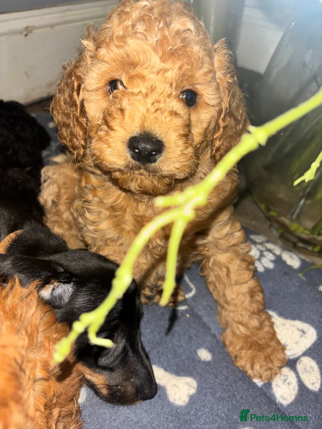 Cockapoo dogs for sale: F1B Mini Cockapoos - Advert 7