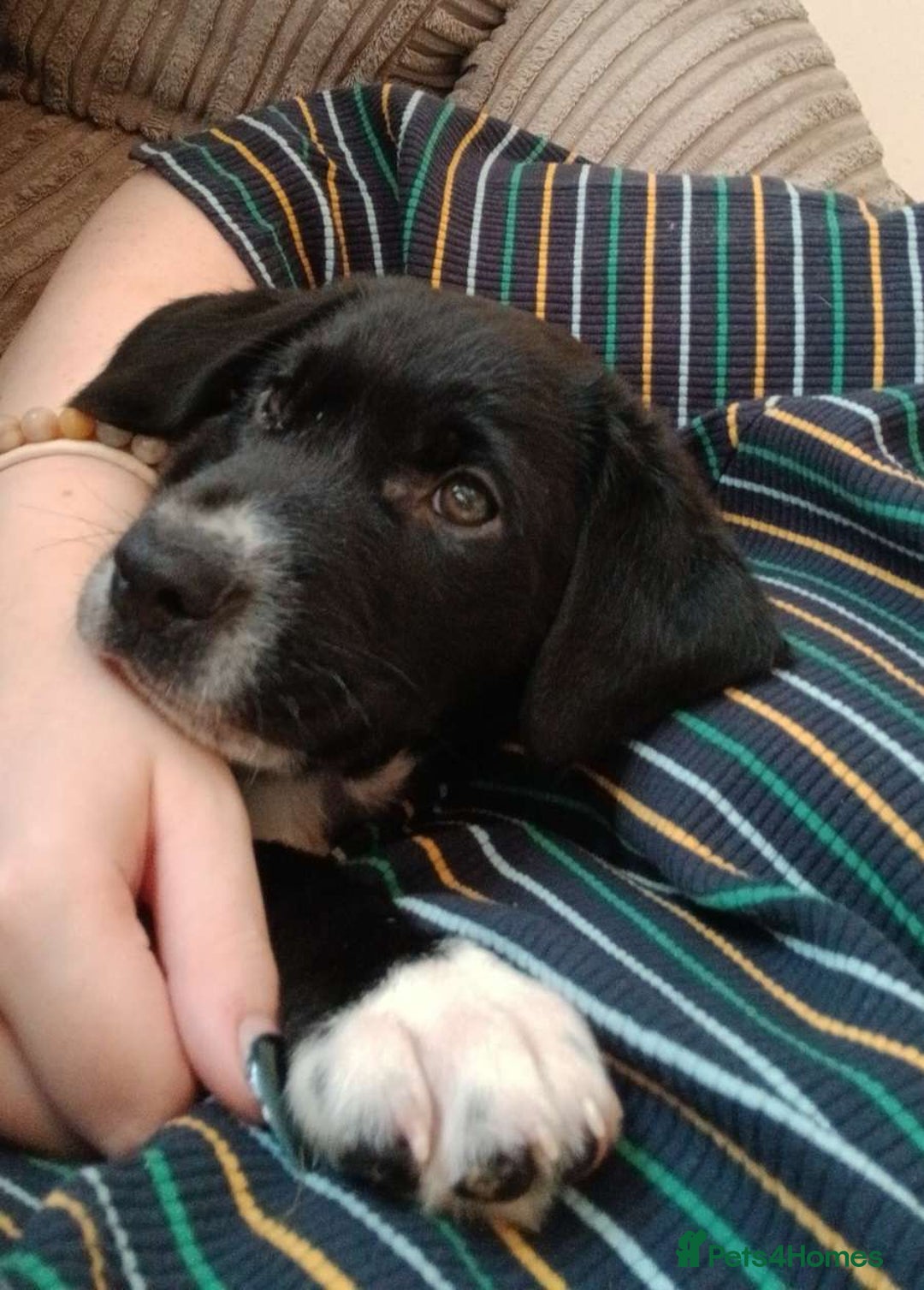 Mixed Breed dogs for sale: 4x Lab×Collie puppys - Image 15