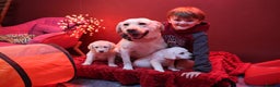 Golden Retriever dogs for sale: Health Tested, champion bloodlines Great with Kids - Advert 11