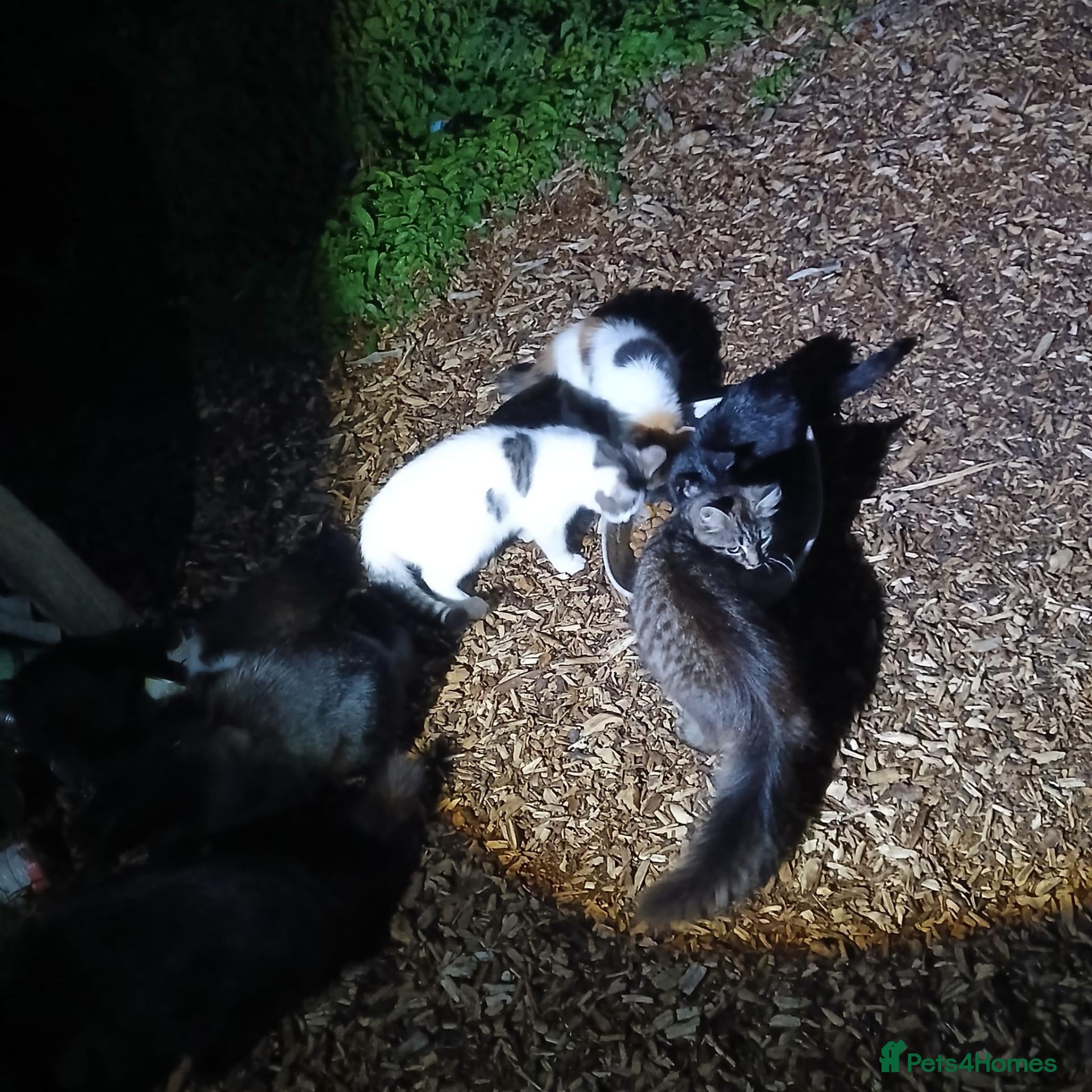 Mixed Breed cats Barn kittens for sale  - Advert 11
