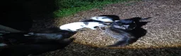 Mixed Breed cats for sale: Barn kittens for sale  - Advert 1